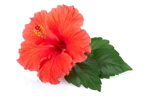 Cystonette zawiera ekstrakt z hibiskusa